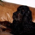 Pedigree BALIAN D'IBELIN DE CINQ A SEPT Pedigree BALIAN D'IBELIN DE CINQ A SEPT